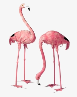Flamingo Png, Transparent Png, Free Download