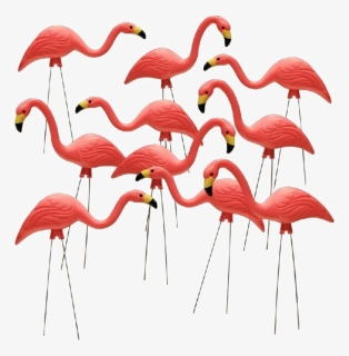Flamingo Download Transparent Png Image, Png Download, Free Download