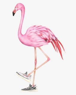 Flamingo Png, Transparent Png, Free Download