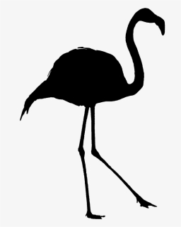 Flamingo Png, Transparent Png, Free Download