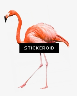 Greater Flamingo , Png Download, Transparent Png, Free Download