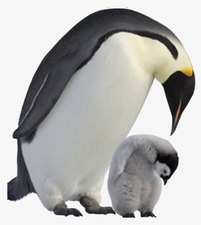 Penguin Png Image Transparent Background, Png Download, Free Download