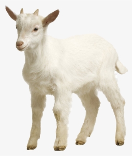 White Goat Png Picture, Transparent Png, Free Download