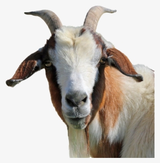 Goat Png Clipart, Transparent Png, Free Download