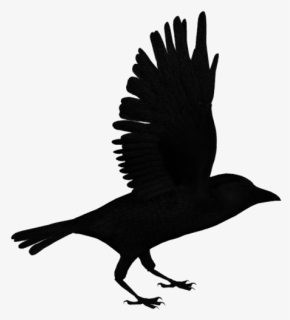 Raven Png, Transparent Png, Free Download