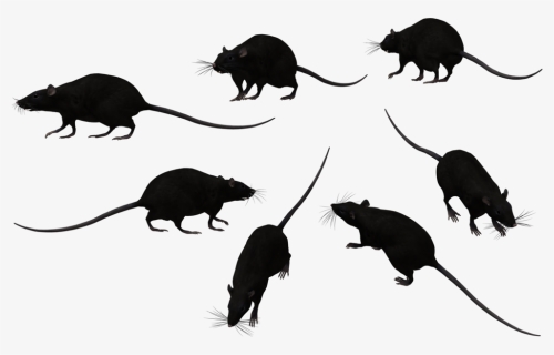 Rat Png Transparent Image, Png Download, Free Download