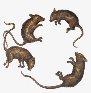 Transparent Dead Rat Png, Png Download, Free Download