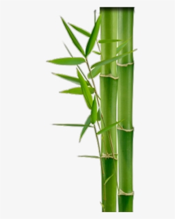 Bamboo Png, Download Png Image With Transparent Background,, Png Download, Free Download