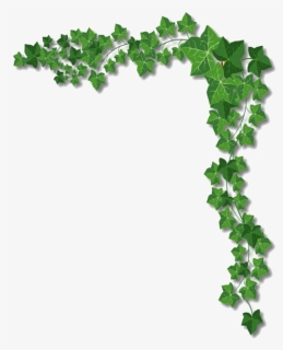 Ivy Png Photo, Transparent Png, Free Download