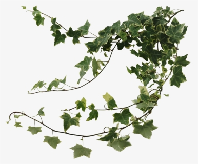 Ivy Png Image, Transparent Png, Free Download