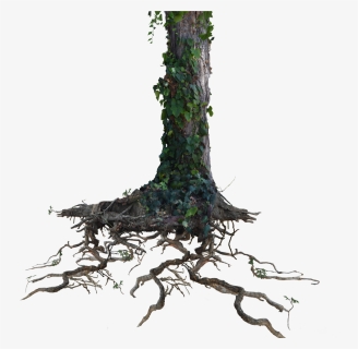 Tree Trunk Roots With Ivy Png Stock Photo 1077 By Annamae22, Transparent Png, Free Download
