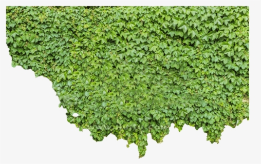 Ivy Png Picture, Transparent Png, Free Download