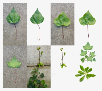 Ivy , Png Download, Transparent Png, Free Download