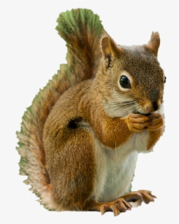 Squirrel Png, Transparent Png, Free Download