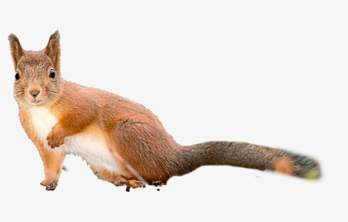 Squirrel Png, Transparent Png, Free Download