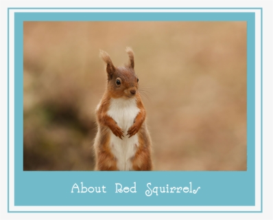 Aboutredsquirrels, HD Png Download, Free Download