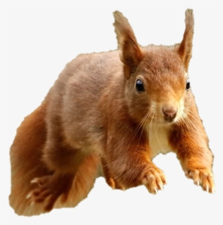 Squirrel Png, Transparent Png, Free Download