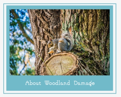 Aboutwoodlanddamage, HD Png Download, Free Download