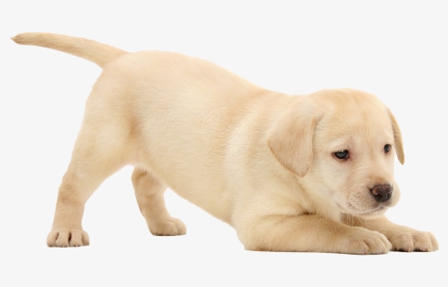 Labrador Retriever Puppy Png Image, Transparent Png, Free Download