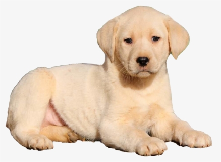 Labrador Retriever Puppy Png High Quality Image, Transparent Png, Free Download