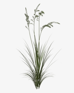 Free Png Download Sweet Grass Png Images Background, Transparent Png, Free Download