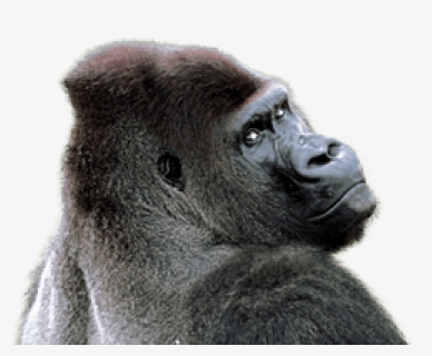 Free Png Gorilla Png Images Transparent, Png Download, Free Download