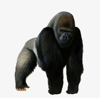 Gorilla Png Photos, Transparent Png, Free Download