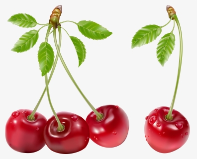 Cherry Png , Png Download, Transparent Png, Free Download