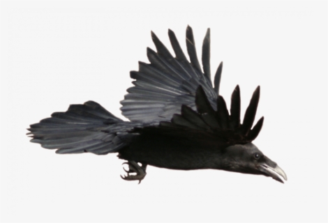 Flying Crow Png, Transparent Png, Free Download