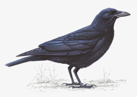 Crow Png Free Background, Transparent Png, Free Download