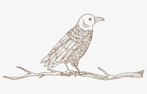Crow, HD Png Download, Free Download