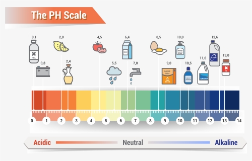 Affordable Ph Scale Litmus Paper Color Chart Royalty, HD Png Download, Free Download