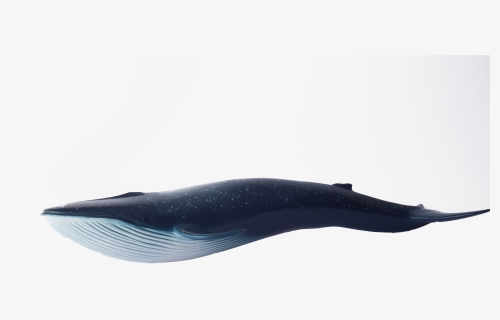Whale Blue Swimming Png Image, Transparent Png, Free Download