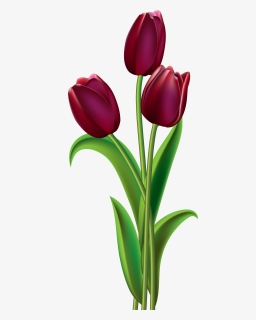 Tulip Red Flower Clip Art, HD Png Download, Free Download