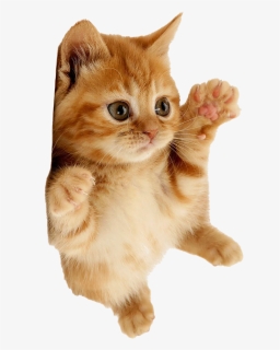Kitten Png Photo Background, Transparent Png, Free Download