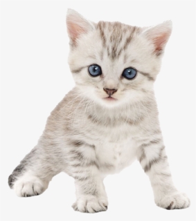 Kitten Png Photo, Transparent Png, Free Download