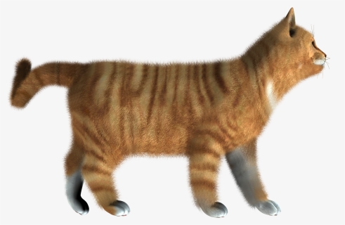 Kitten Png Pic, Transparent Png, Free Download