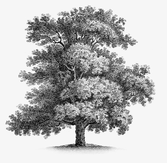 Oak-tree, HD Png Download, Free Download