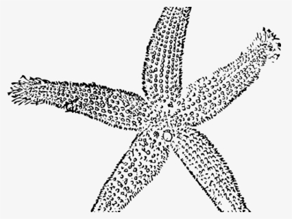 Transparent Starfish Silhouette Png, Png Download, Free Download