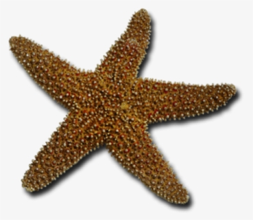 Starfish Png, Transparent Png, Free Download
