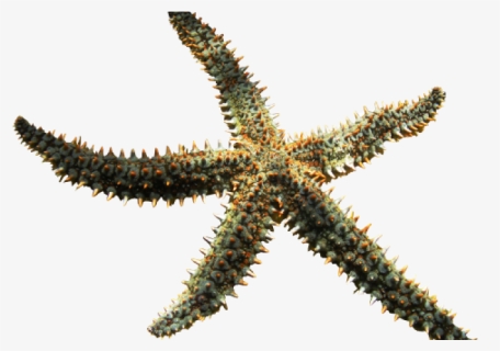 Starfish Png, Transparent Png, Free Download