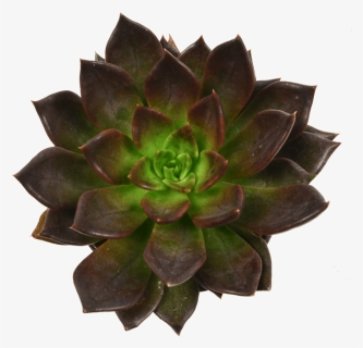 Echeveria Black Prince Plants And Cacti, HD Png Download, Free Download
