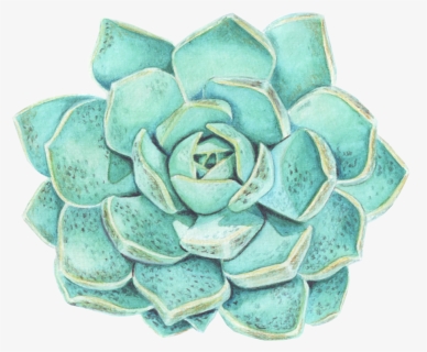 Desert Rose Succulent Painted In Watercolor, HD Png Download, Free Download