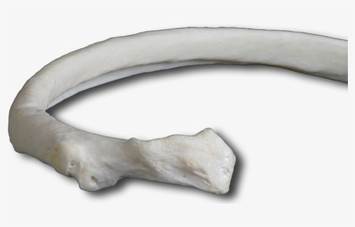 Rib Bone Transparent , Png Download, Png Download, Free Download