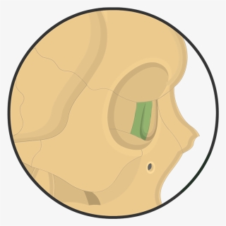 Bone Png, Transparent Png, Free Download