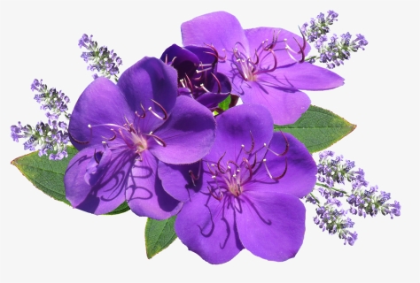 Flower Purple With Lavender, HD Png Download, Free Download