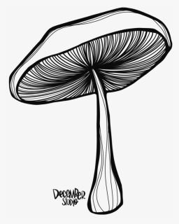Line Drawing Mushroom, HD Png Download, Free Download
