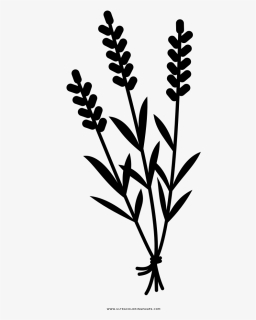 Lavender Coloring Page, HD Png Download, Free Download