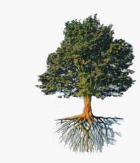Roots Png, Transparent Png, Free Download