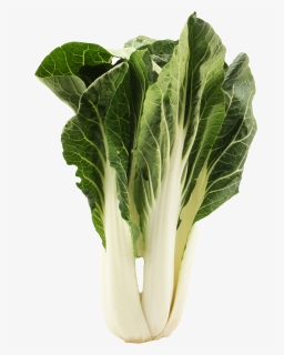 Bok Choy Png Free Picture, Transparent Png, Free Download